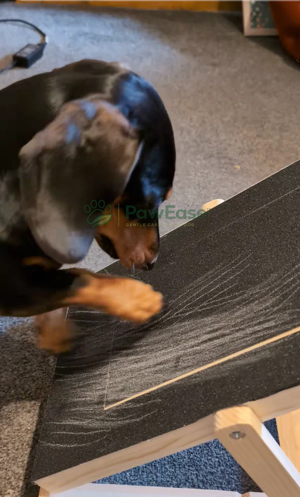 Dog scratching NailEase board at home