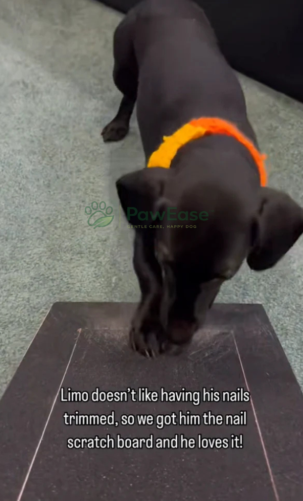 Black dog using NailEase nail scratch board