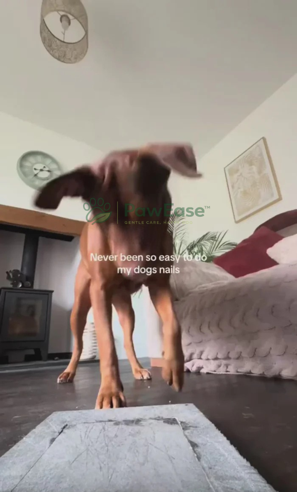 Dog stepping onto NailEase scratch pad